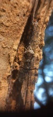 Dichoptera
