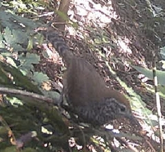 Pheugopedius sclateri