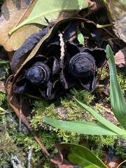 Mitrastemon yamamotoi