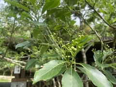 Euonymus carnosus