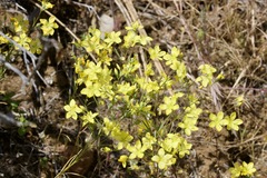 Hesperolinon breweri