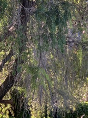 Melaleuca viminalis
