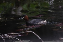 Tachybaptus ruficollis