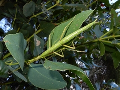 Unarmed stick-insect