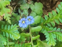 Gentiana pedicellata