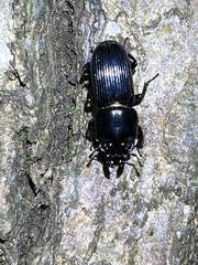 Figulus binodulus