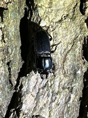 Figulus binodulus