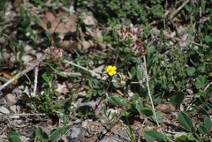 Pseudocistus