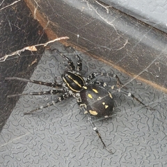Nyssus