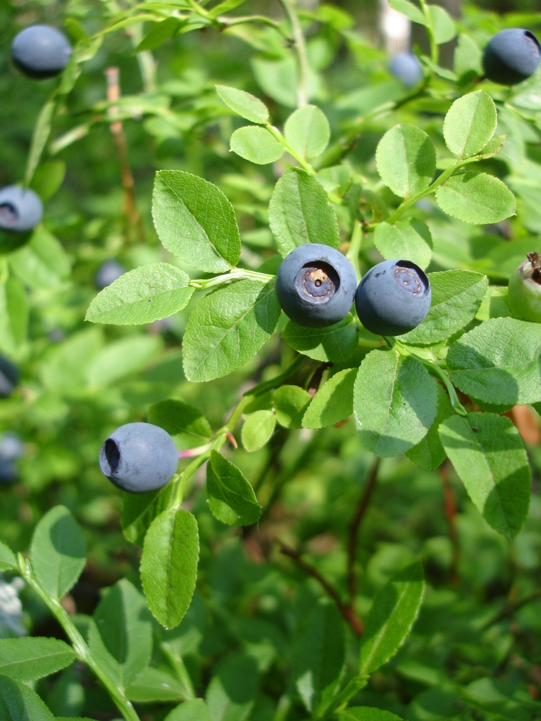 Vaccinium myrtillus — an easy houseplant, prefers partial sun light