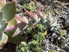 Dudleya candelabrum