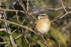Cercotrichas leucophrys ovamboensis