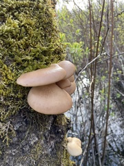Pleurotus