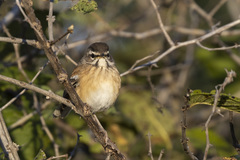 Cercotrichas leucophrys ovamboensis