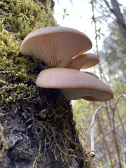 Pleurotus