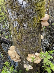 Pleurotus