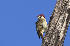 Campethera bennettii capricorni