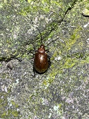 Gallerucida singularis