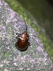 Gallerucida singularis
