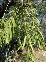 Melaleuca viminalis