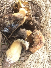 Boletus rex-veris