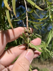 Melaleuca viminalis
