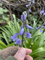 Hyacinthoides