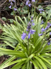 Hyacinthoides