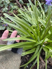 Hyacinthoides