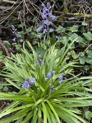 Hyacinthoides