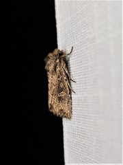 Dasygaster padockina