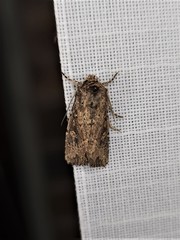 Dasygaster padockina