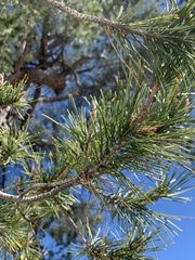 Pinus halepensis