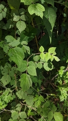 Rubus incanus