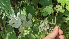 Rubus incanus