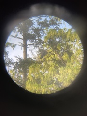 Ardea herodias