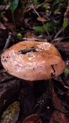 Glaucopodes
