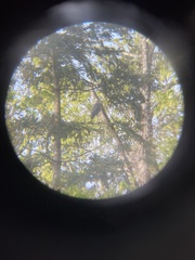 Ardea herodias