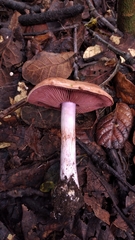 Glaucopodes