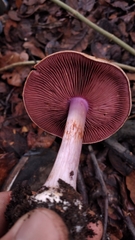 Glaucopodes