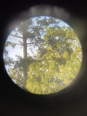Ardea herodias