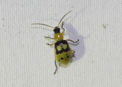 Paranapiacaba connexa