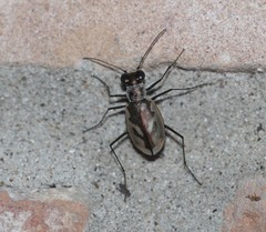 Eunota pamphila