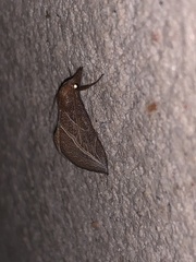 Phyprosopus callitrichoides