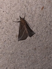 Phyprosopus callitrichoides