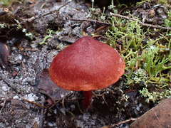 Cortinarius kula