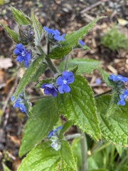Pentaglottis sempervirens