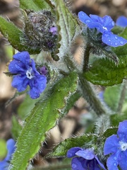 Pentaglottis sempervirens