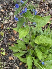 Pentaglottis sempervirens