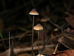 Mycena cystidiosa